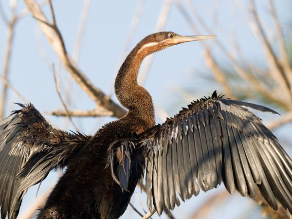 <h3>Anhinga rufa / African darter / Afrikaanse slangenhalsvogel</h3>OM-1 Mark II with OLYMPUS M.150-400mm F4.5, 1/400 sec at F5.0, ISO 200, distance 4.59 m